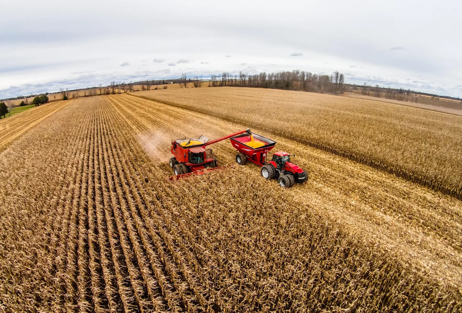 Aerial view of a large cornfield with a red combine harvester and tractor working together to harvest crops.